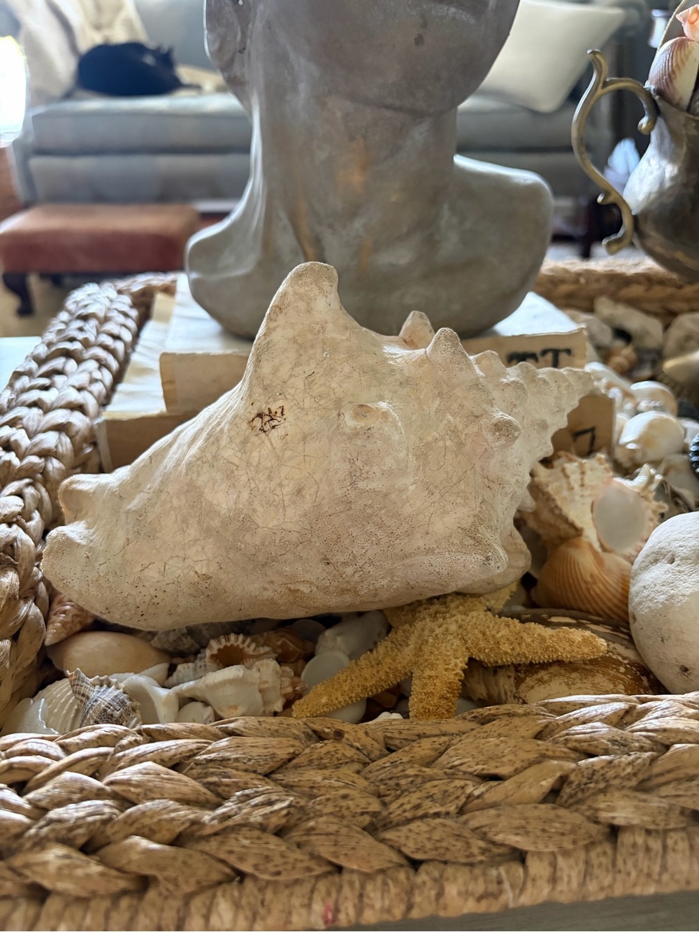 Large Natural White Sea Shell Decor quiet luxury coastal grandma cottagecore